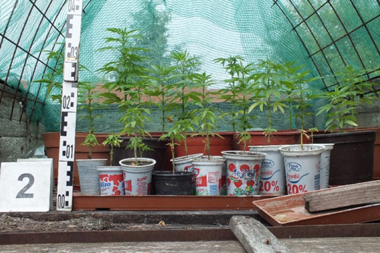 Marihuánát termesztett egy szabadi férfi
