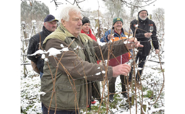 A dombóvári kertbarátok mindent megtettek a bőséges szőlőtermés érdekében