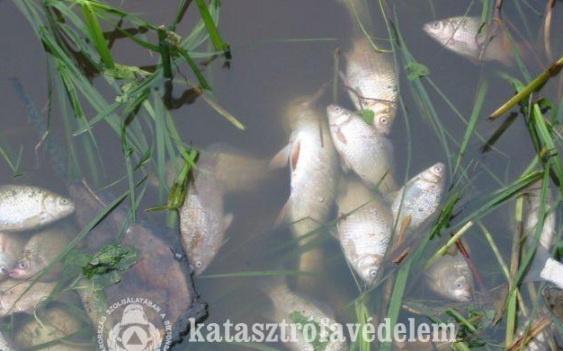 Kölesdnél tart a szennyezési hullám a Kaposon