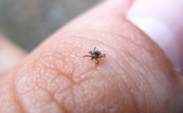 Előbb kell elkezdeni a kullancs elleni védekezést idén