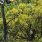 Deltások a Zselicben