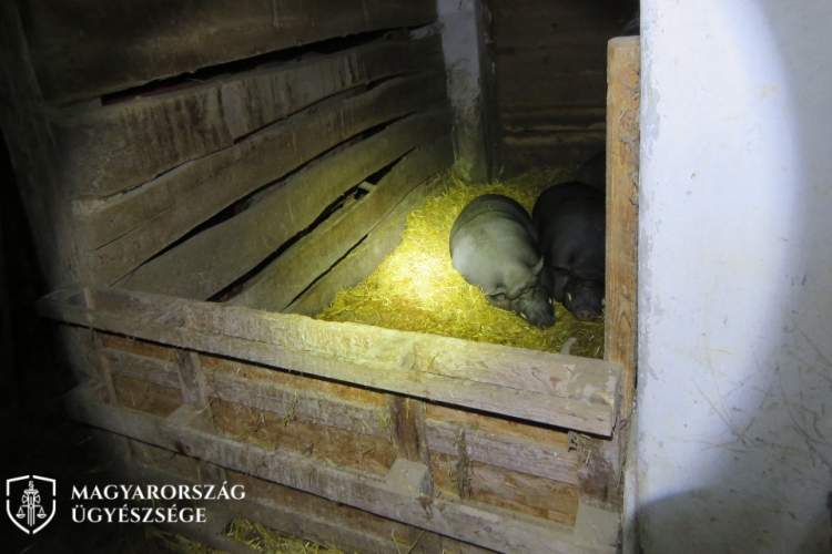 Részegen macsatéval támadt rá a disznókra