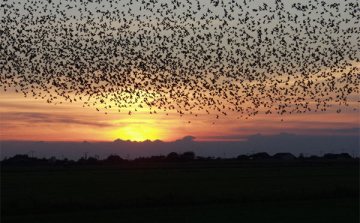 Egy hibásan beállított vadvédelmi gázágyú okozta az éjszakai zajt