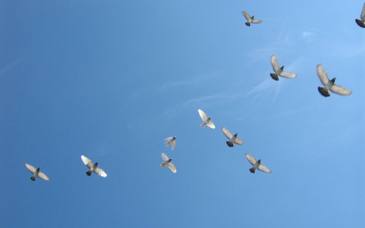 Hamarabb kelnek útra a költöző madarak a globális átlaghőmérséklet emelkedése miatt